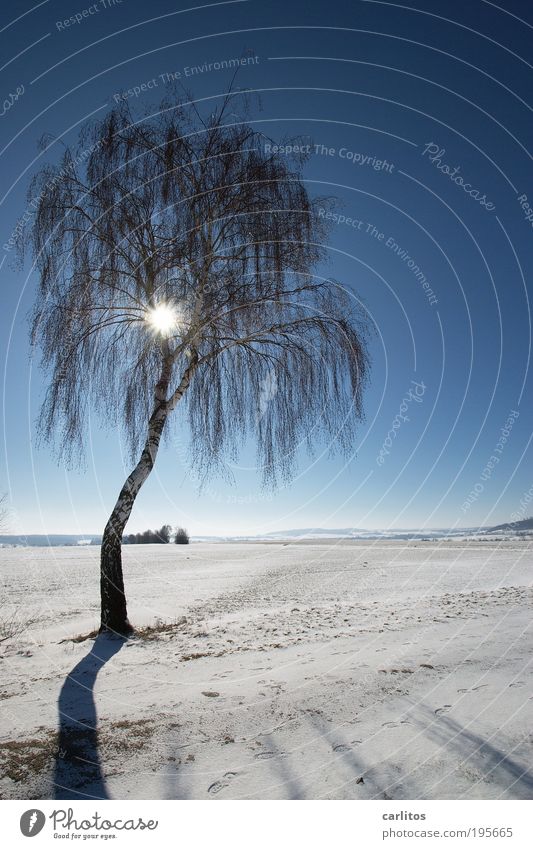 Palmenstrand Landschaft Himmel Sonne Winter Klima Schönes Wetter Eis Frost Schnee Baum Birke Feld glänzend hell kalt blau weiß blenden Trauer hängen lassen