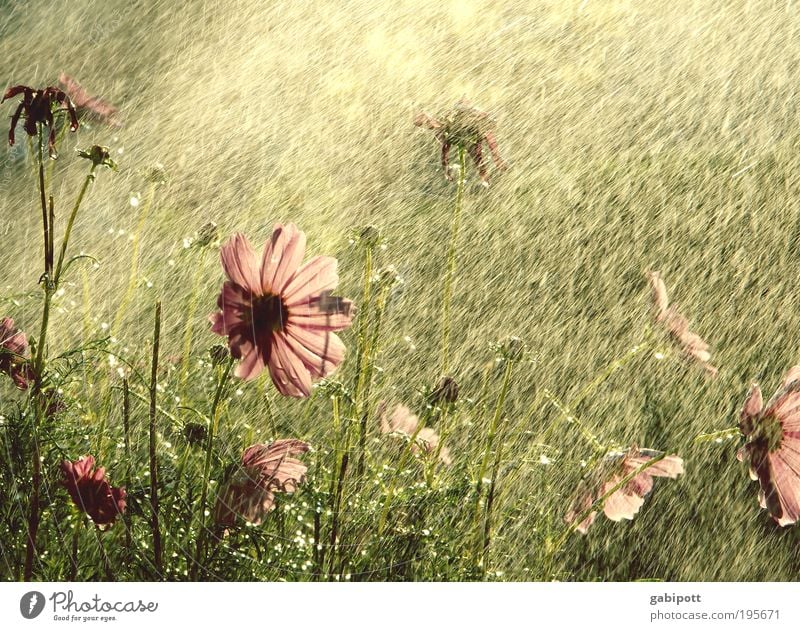 100 Blüten... Natur Landschaft Pflanze Sommer Blume Gras Sträucher Schmuckkörbchen Garten Park Duft Glück heiß schön Fröhlichkeit Zufriedenheit Lebensfreude