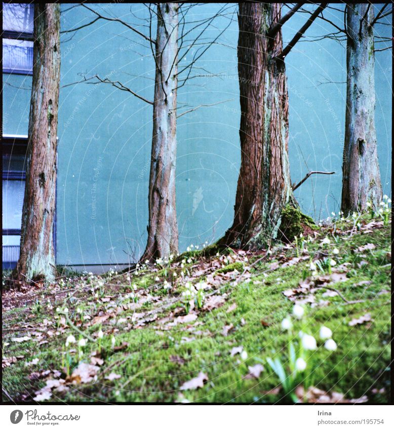 Aufstieg Pflanze Bochum Studium Mauer Wand Fenster Beton blau braun grau grün jade analog Außenaufnahme Menschenleer Froschperspektive