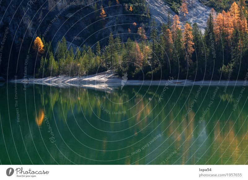 Herbstliche Spiegelung am Pragser Wildsee, Dolomiten, Südtirol Umwelt Natur Landschaft Pflanze Wasser Sonnenlicht Schönes Wetter Baum Lärche Wald Felsen Alpen