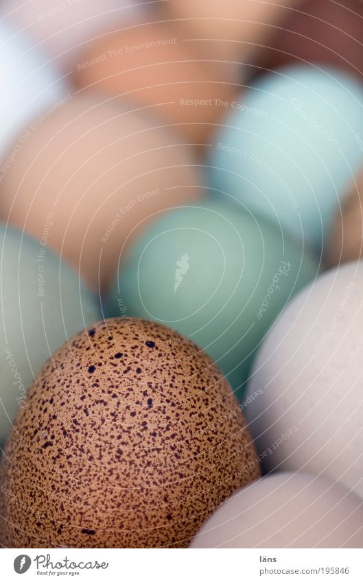 Ei Ei Ei Lebensmittel Ernährung Frühstück Bioprodukte rund Ostern Oval gemischt Mischung frisch Qualität Eierschale Schutz Verpackung Strukturen & Formen