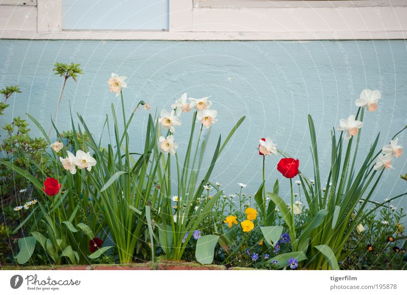 Frühlingsblumen an einer himmelblauen Wand Tulpe Narzisse Narzissen Blume Blatt Haus Stengel rot weiß Gänseblümchen Pflanze Garten; Symmetrie Stillleben Ordnung