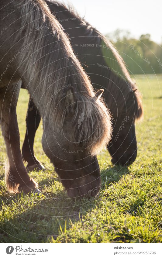 Grazing Icelandic Horses in sunlight Reiten Ferien & Urlaub & Reisen Sommer Natur Landschaft Schönes Wetter Gras Wiese Tier Pferd 2 Tierpaar Essen Fressen