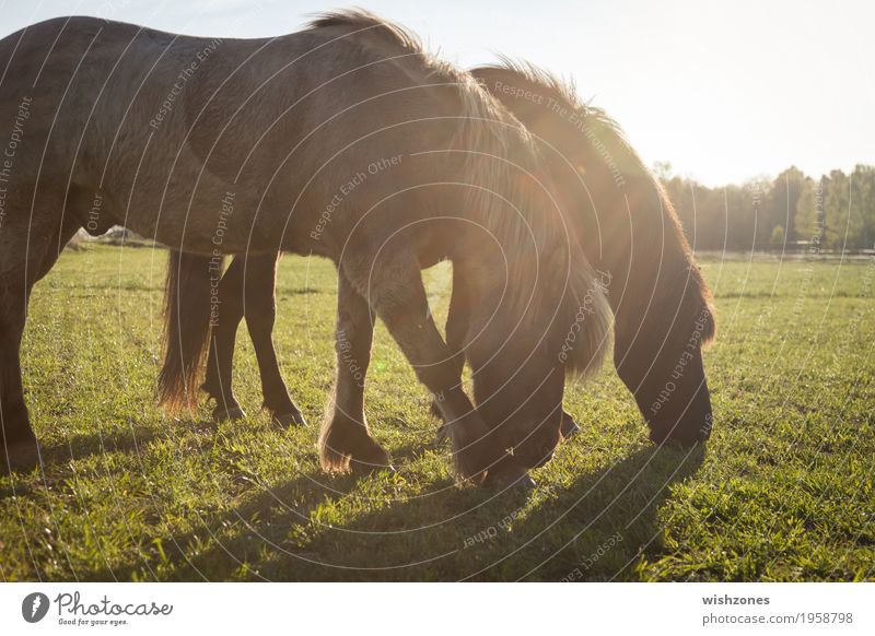 Two grazing Icelandic Horses on a green meadow in sunlight Freizeit & Hobby Reiten Ferien & Urlaub & Reisen Sommer Sommerurlaub Reitsport Natur Sonnenlicht