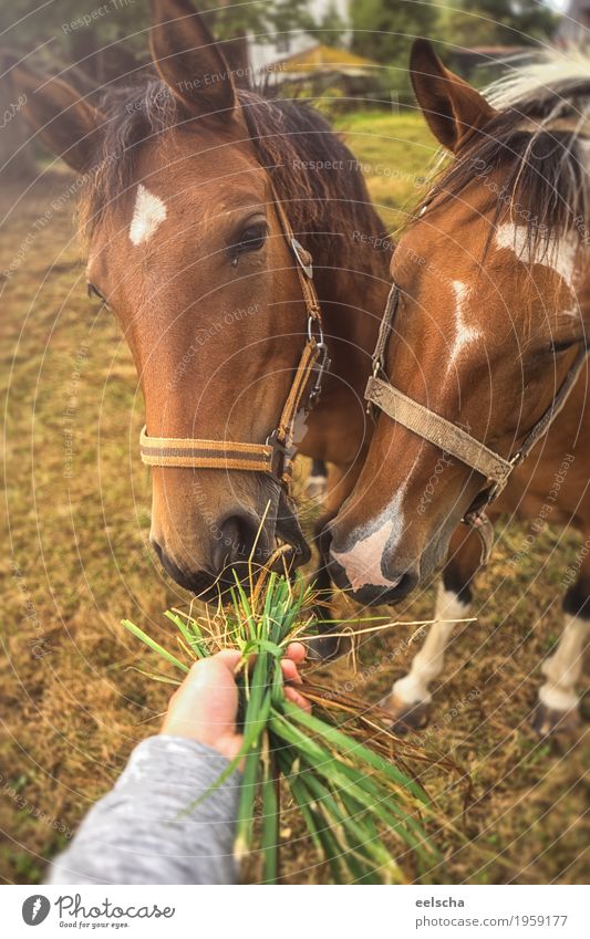 Pferd wird gefüttert Arme Hand Natur Frühling Sommer Herbst Pflanze Gras Wiese Tier Nutztier 2 Tiergruppe Tierpaar ästhetisch lecker nah natürlich niedlich