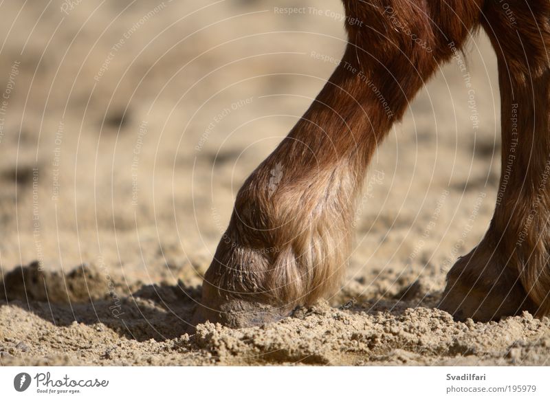 Hoof Tip Tier Nutztier Pferd Fell Beine Zehen Huf Ponys Körperteile 1 Geborgenheit Vorsicht Gelassenheit ruhig Müdigkeit bequem Pause Inspiration Farbfoto