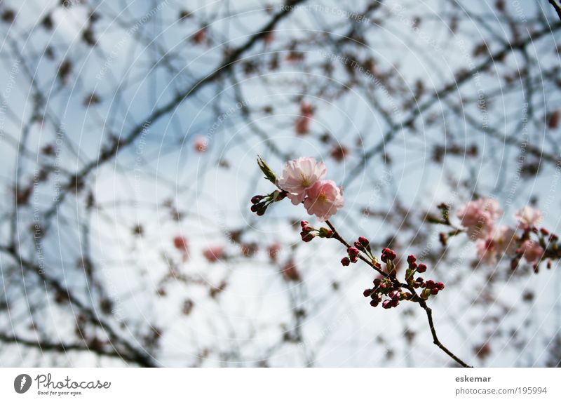 Frühling Natur Himmel Schönes Wetter Baum Blüte Blühend Duft ästhetisch frisch rosa Frühlingsgefühle Hoffnung Frühjahr Baumblüte zart filigran Blütenknospen
