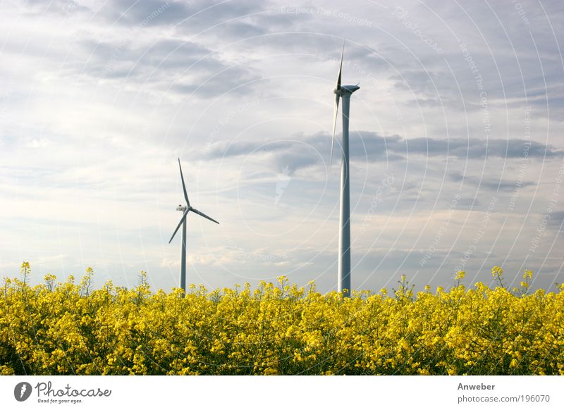 Windkraftanlagen über Rapsfeld Technik & Technologie High-Tech Energiewirtschaft Erneuerbare Energie Industrie Umwelt Natur Landschaft Pflanze Himmel Sommer