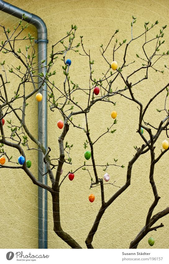 Die Eierei ist längst vorbei Dekoration & Verzierung hängen Osterei sprießen Frühling Pflanze Rohrleitung Wand Farbfoto mehrfarbig Detailaufnahme Tag Ast Zweig