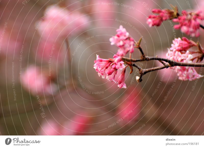 Neulich im Park Umwelt Natur Pflanze Frühling Baum Sträucher Blüte Blühend Duft natürlich schön rosa Frühlingsgefühle Leben Ast Farbfoto Außenaufnahme