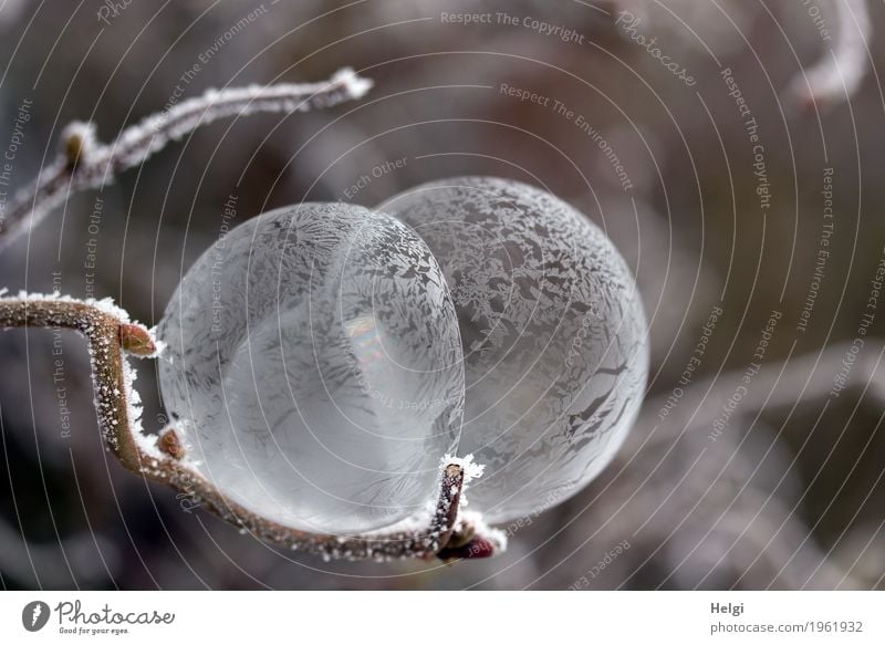 filigrane Eiskunst X Umwelt Natur Pflanze Winter Frost Sträucher Zweig Garten Seifenblase frieren liegen ästhetisch außergewöhnlich schön einzigartig kalt braun