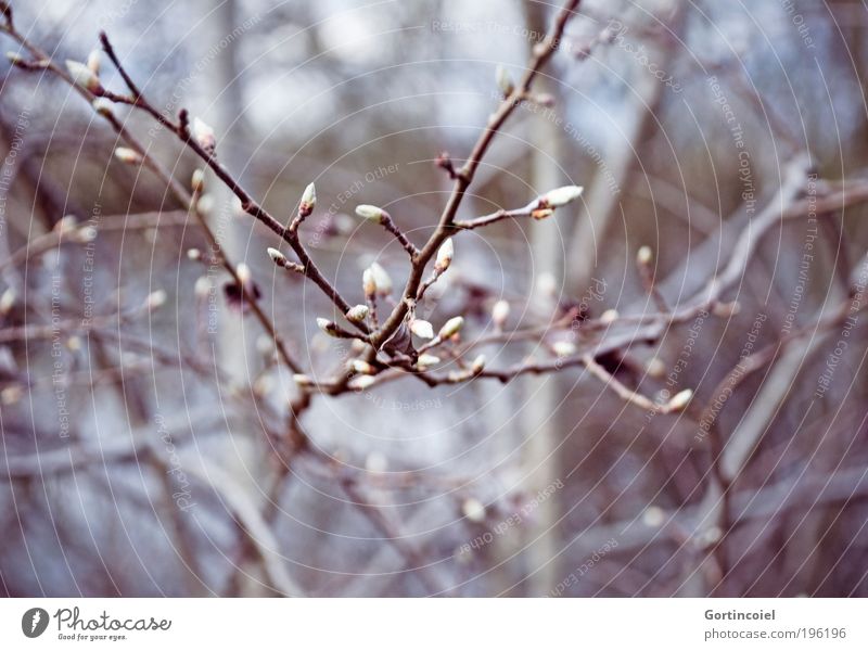 Looks like Winter Umwelt Natur Pflanze Frühling Baum Sträucher Blüte Park Wald kalt schön grau violett Frühlingstag Blütenknospen Zweige u. Äste aufwachen