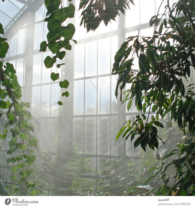 gärtnerei von innen Gärtnerei Gewächshaus Botanik Pflanzen Wachstum Luftfeuchtigkeit