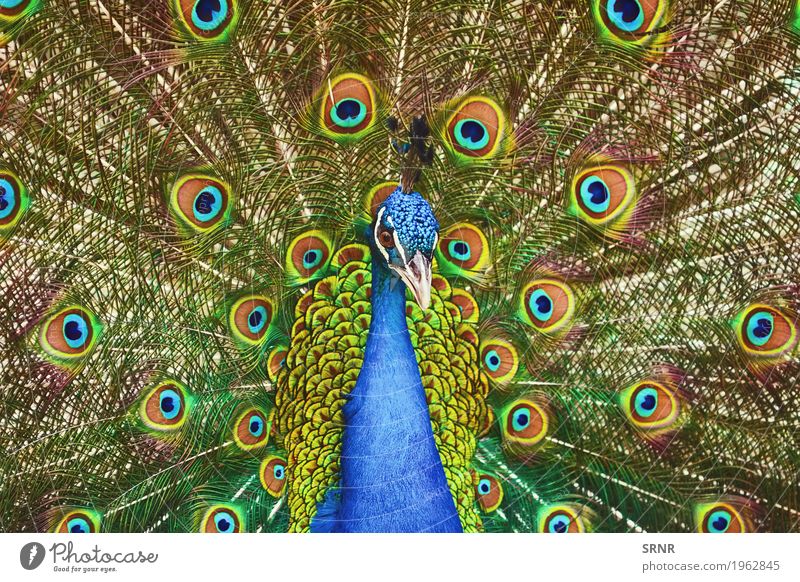 Porträt von Pfau Tier Vogel wild Festakt Balz Balzritual verdecktes Federtier Vogelwelt verdeckte Federn extravaganter Schwanz Augenfleckschwanz Fauna