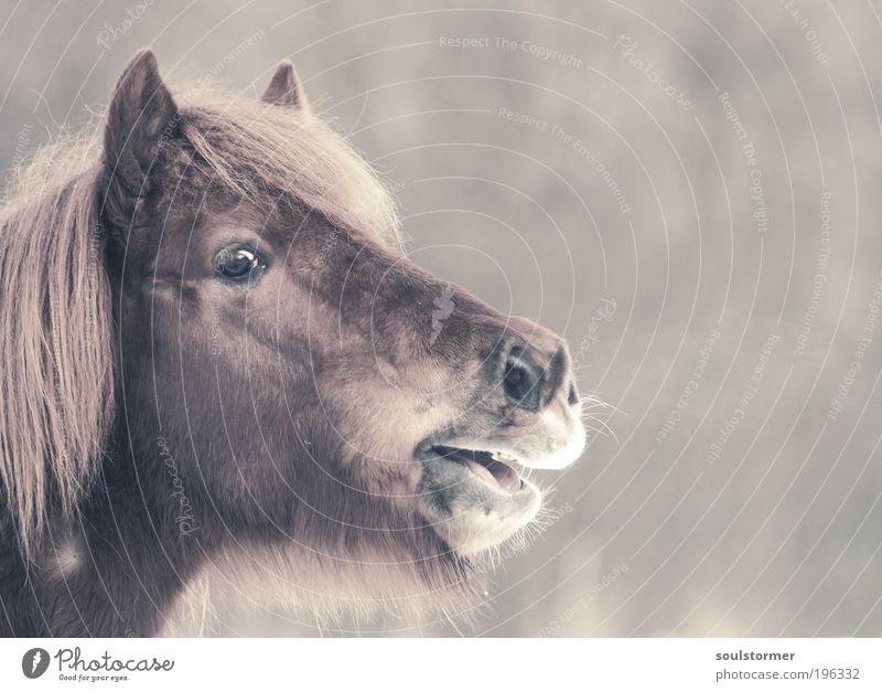 Der Ruf nach Freiheit Natur Tier Nutztier Pferd Tiergesicht isländer 1 atmen schreien Traurigkeit Sorge Zukunftsangst Nervosität gereizt Einsamkeit