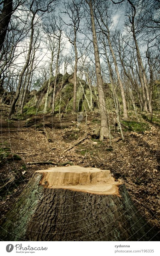 Einer weniger Landwirtschaft Forstwirtschaft Umwelt Natur Landschaft Baum Wald Felsen Berge u. Gebirge Einsamkeit Ende Erfahrung Idee Leben nachhaltig ruhig Tod