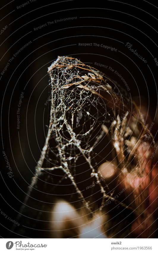 Christo war hier Pflanze Sträucher Topfpflanze Halm Spinnennetz Spinngewebe Kokon dehydrieren alt dunkel dünn authentisch natürlich träumen Traurigkeit Trauer