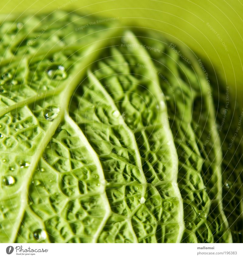 benetzt Lebensmittel Gemüse Wirsing Bioprodukte Vegetarische Ernährung Umwelt Wassertropfen Kugel frisch Gesundheit lecker grün Lebenslinie Gefäße Kohlgewächse