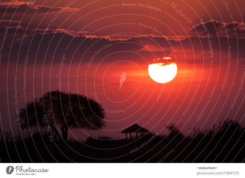 Sonnenuntergang in Afrika Ferien & Urlaub & Reisen Ferne Freiheit Safari Natur Landschaft Himmel Wolken Sonnenaufgang Sommer Schönes Wetter Wärme Baum Wiese