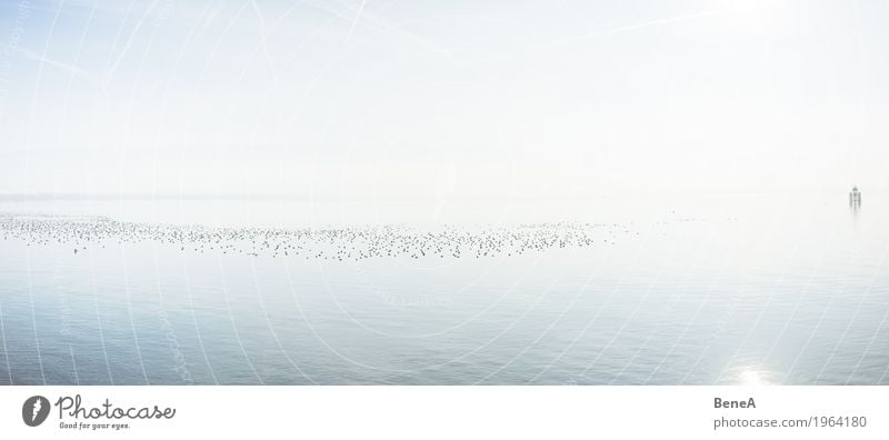 Vogelschwarm schwimmt auf dem Bodensee in der gleissenden Sonne harmonisch Erholung ruhig Schwimmen & Baden Ferien & Urlaub & Reisen Freiheit Natur Landschaft