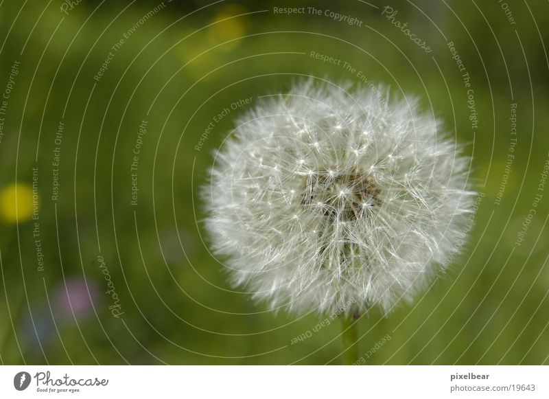 Pusteblume grün Garten ein lizenzfreies Stock Foto von