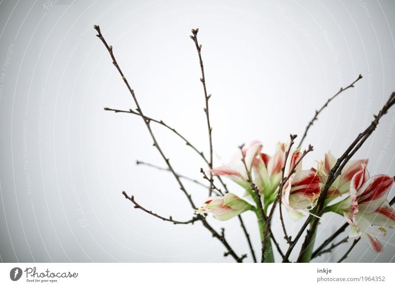 Der Frühling naht! Blume Sträucher Lilien Ast Zweig Blühend frisch hell schön Stimmung Frühlingsgefühle ästhetisch Blumenstrauß Blumenvase