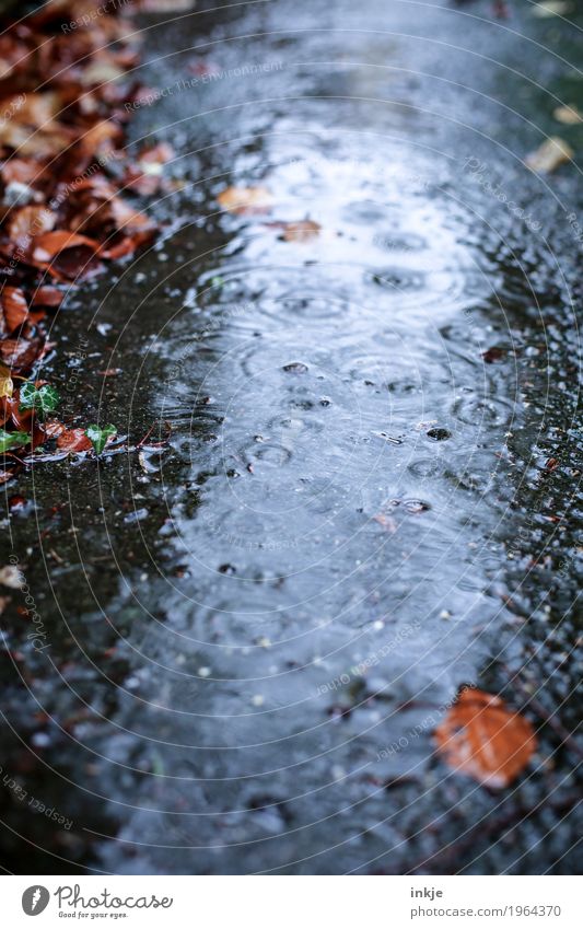 durchwachsen Umwelt Wasser Herbst Klima Wetter schlechtes Wetter Regen Blatt Bach Kreis nass Natur Nieselregen Farbfoto Außenaufnahme Nahaufnahme Menschenleer