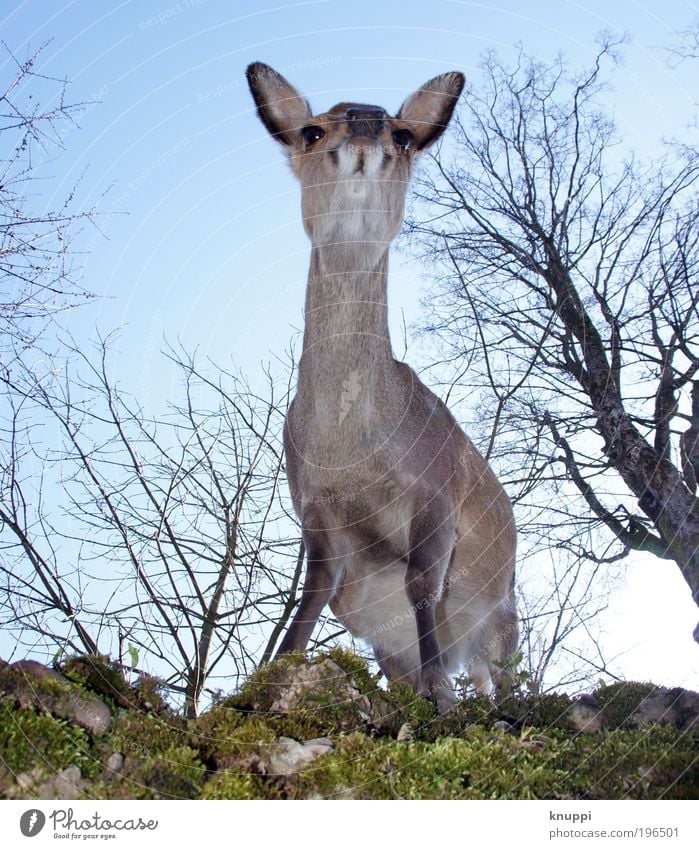 Reh Freizeit & Hobby Jagd Ausflug Freiheit Safari Sommer Berge u. Gebirge Zoo Umwelt Natur Tier Himmel Wolkenloser Himmel Frühling Schönes Wetter Baum Sträucher