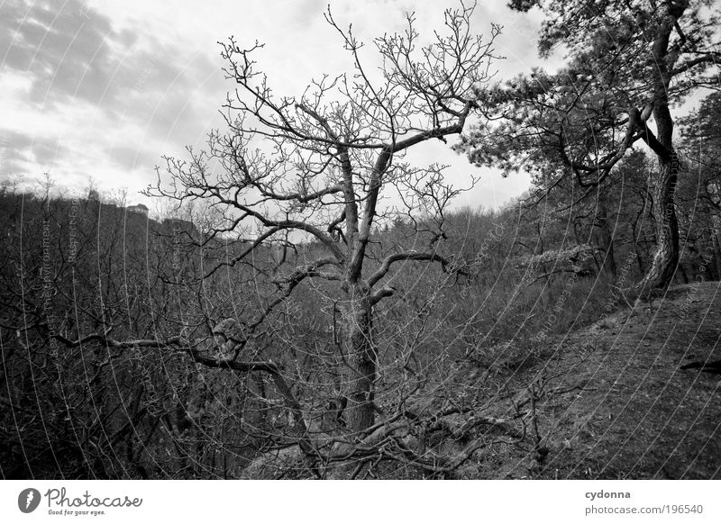 Alter Umwelt Natur Landschaft Baum Wald Berge u. Gebirge ästhetisch Einsamkeit einzigartig Ende Endzeitstimmung Freiheit geheimnisvoll Idee Kraft Leben ruhig