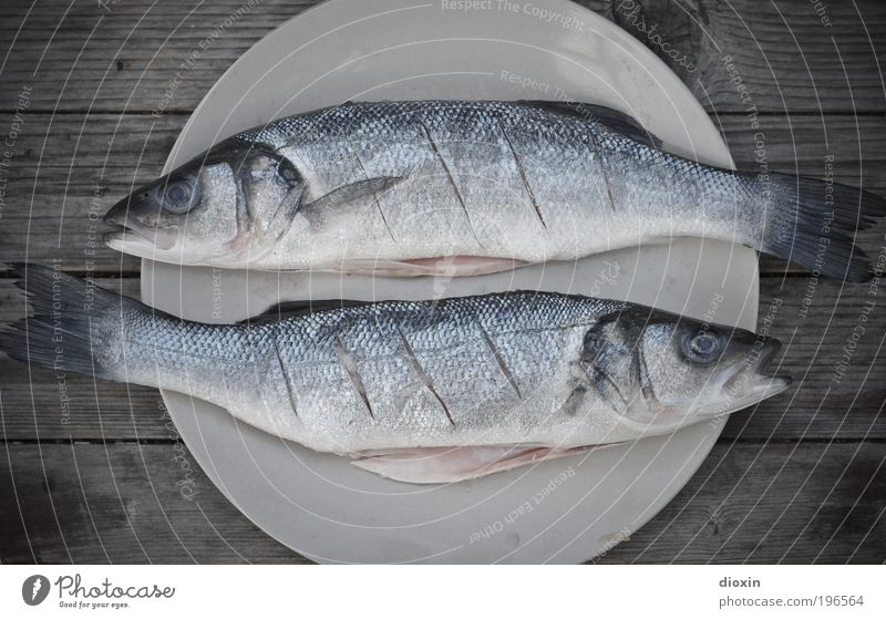 Fische Lebensmittel Ernährung Teller Freizeit & Hobby Angeln Natur Tier Wildtier Totes Tier Schuppen 2 Tierpaar Zeichen liegen kalt blau grau silber weiß
