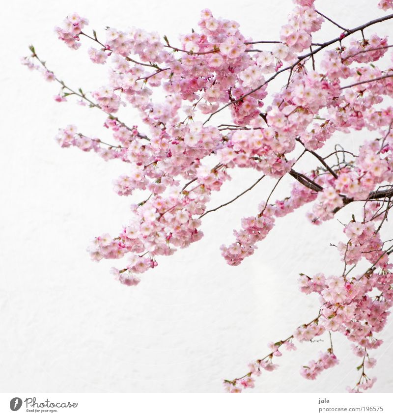 april Natur Frühling Schönes Wetter Pflanze Baum Blume Blatt Blüte Park Mauer Wand Fassade Freundlichkeit hell schön rosa weiß Frühlingsgefühle Vorfreude