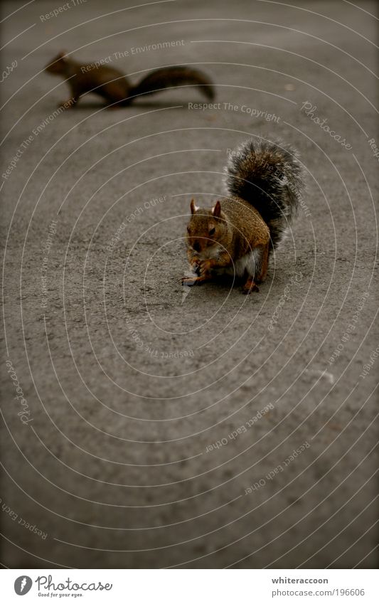 Squirrel Eichhörnchen Tier Park Wildtier Nagetiere 2 Fressen braun grau Farbfoto Außenaufnahme Nahaufnahme Textfreiraum links Textfreiraum unten