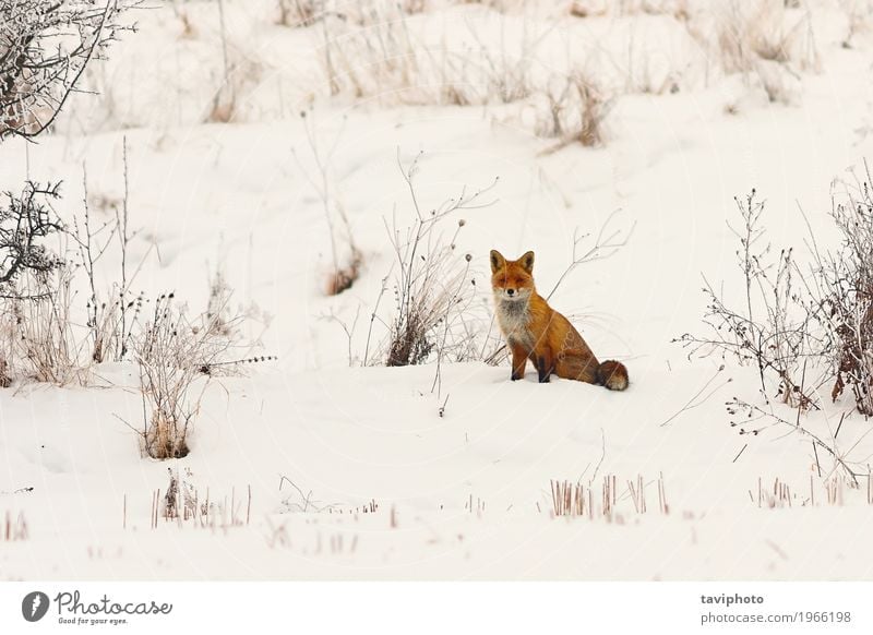wilder europäischer roter Fuchs im Schnee schön Gesicht Winter Natur Tier Wiese Wald Pelzmantel Hund niedlich klug weiß Schamlippen Europäer farbenfroh Tierwelt