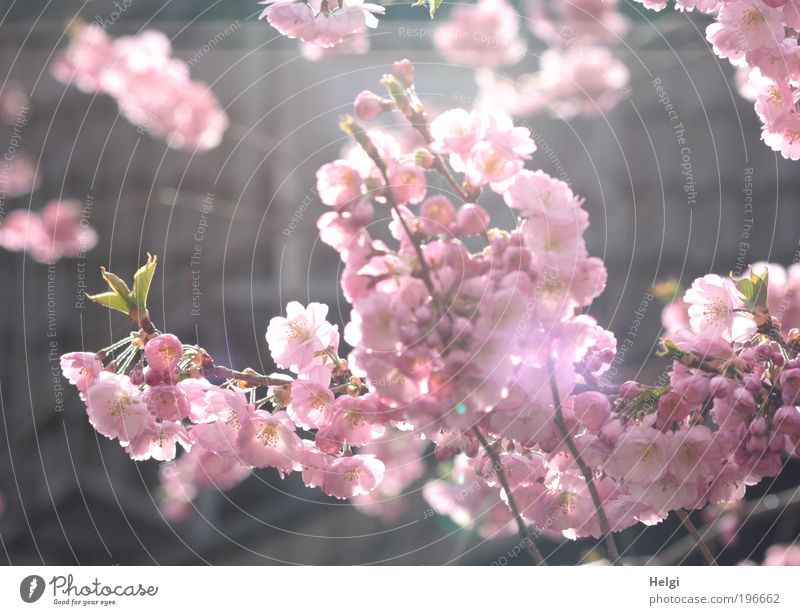 rosa Blüten der Zierkirsche im Sonnenlicht Umwelt Natur Pflanze Frühling Schönes Wetter Baum Blatt Park Blühend Duft hängen leuchten Wachstum ästhetisch frisch