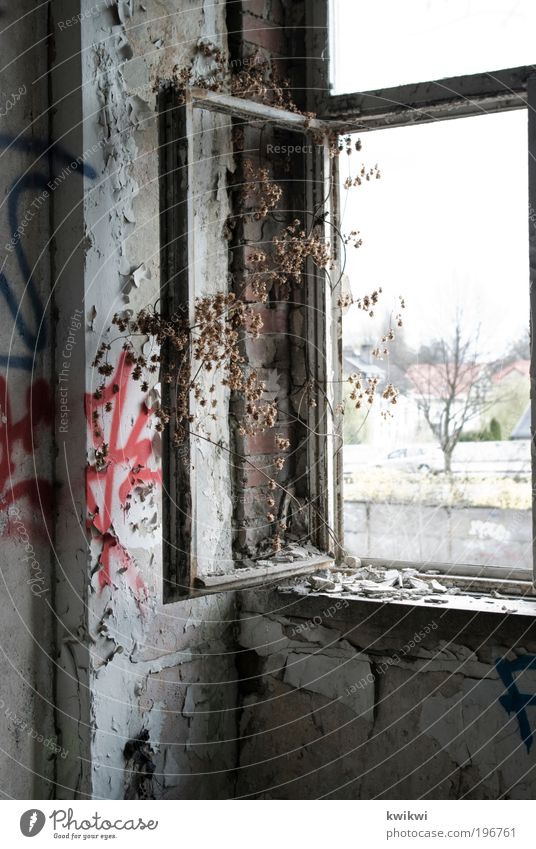 baum Pflanze Baum Industrieanlage Fabrik Ruine Mauer Wand Fassade Fenster Stein Beton Glas ästhetisch Einsamkeit Graffiti Abrissgebäude abrissreif