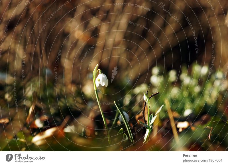 Frühlingserwachen Umwelt Natur Landschaft Pflanze Schönes Wetter Blume Blüte Garten Park frisch hell nah natürlich Wärme braun grün weiß Schneeglöckchen