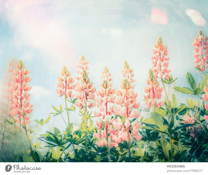 Schöne GartenBlumen Lifestyle Design Sommer Natur Pflanze Sonne Sonnenlicht Schönes Wetter Blatt Blüte Park Blühend rosa Lupine Pastellton Himmel