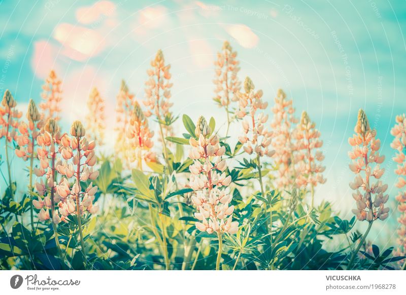 Floral Natur Hintergrund mit Lupinen Lifestyle Freizeit & Hobby Sommer Garten Umwelt Landschaft Pflanze Himmel Sonnenlicht Blume Blatt Blüte Park Wiese rosa