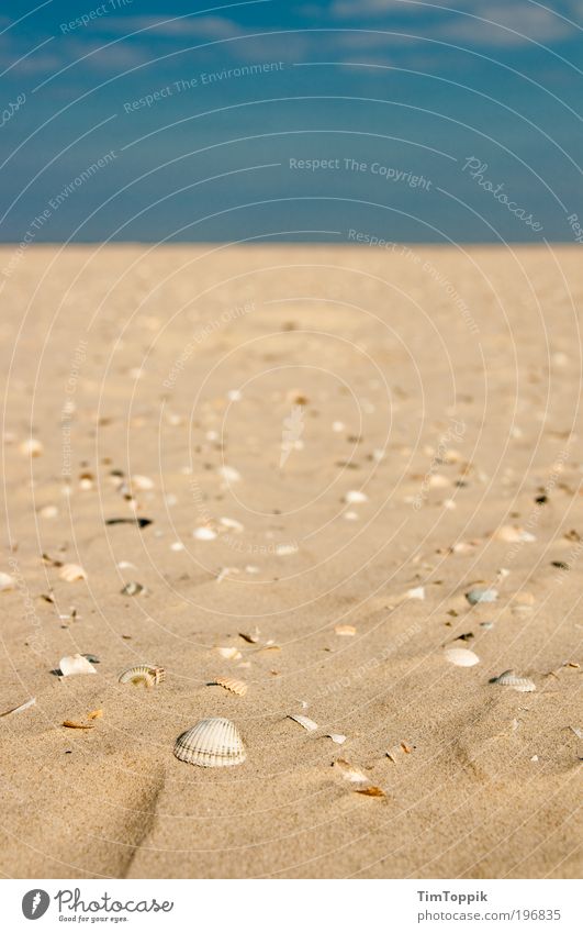 Shell Station Strand Erholung Sand Sandstrand Muschel Muschelschale Muschelsand Wangerooge Ostfriesische Inseln Küste Meer Ferien & Urlaub & Reisen Sommer