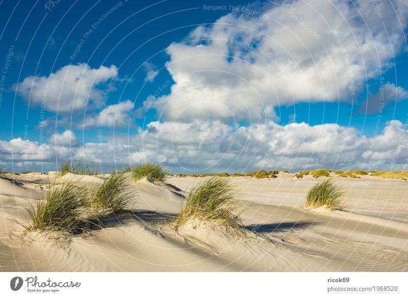 Landschaft mit Dünen auf der Insel Amrum Erholung Ferien & Urlaub & Reisen Tourismus Strand Meer Natur Sand Wolken Herbst Küste Nordsee blau gelb