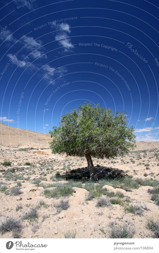 Armer, einzelner Baum ohne Freunde Umwelt Natur Landschaft Pflanze Erde Sand Himmel Schönes Wetter Dürre Wüste blau braun grün Wachstum Wandel & Veränderung