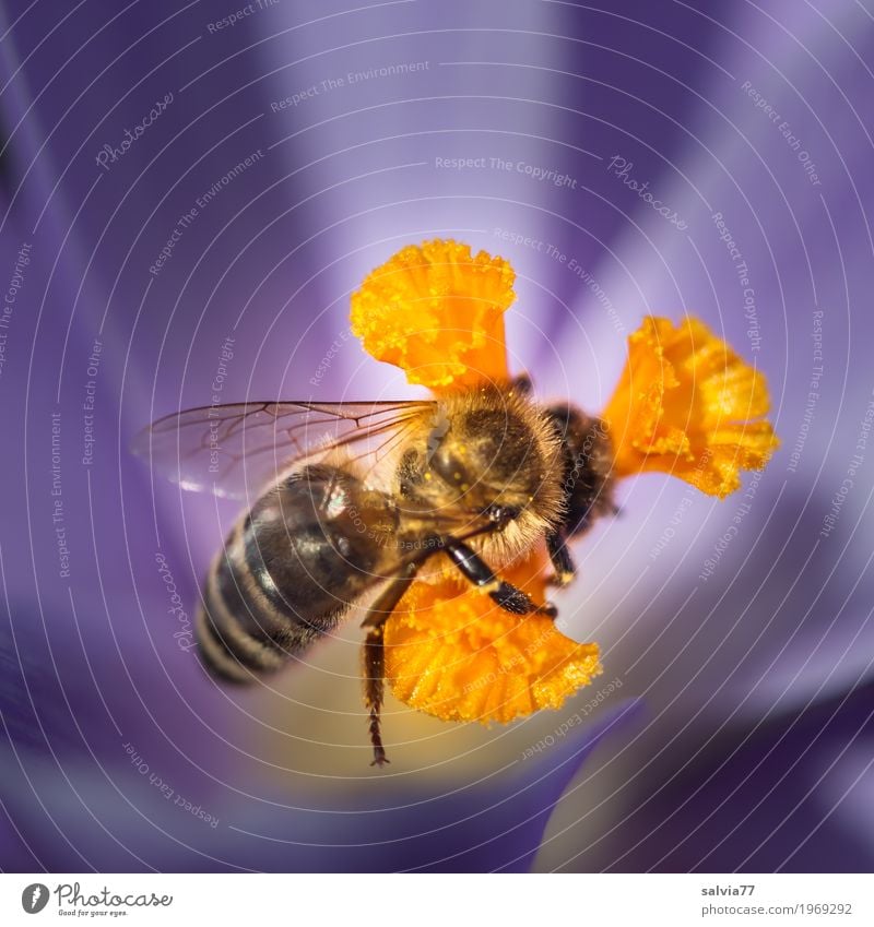 im Element Umwelt Natur Frühling Blume Blüte Krokusse Garten Nutztier Biene Flügel Honigbiene Insekt 1 Tier Blühend Duft krabbeln Liebe Gesundheit lecker süß