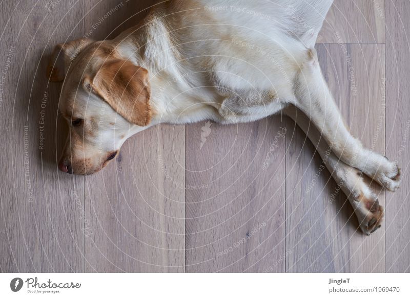 Relax Tier Haustier Hund Labrador 1 Holz liegen braun gelb schwarz weiß Geborgenheit Erholung Farbfoto Innenaufnahme Menschenleer Textfreiraum unten Tag