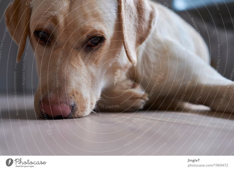 Hundeblick Tier Haustier Labrador 1 Kommunizieren Blick blau braun gelb gold schwarz weiß Kontakt Stimmung Farbfoto Innenaufnahme Menschenleer