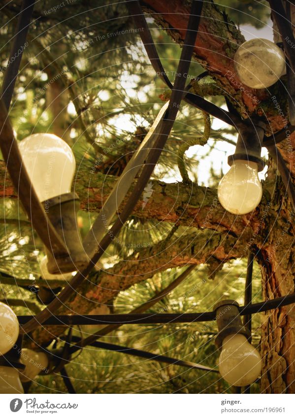 Birnbaum Garten Lampe Technik & Technologie Energiewirtschaft braun grau Glühbirne Baum verkabelt Kabel Ast grün Nadelbaum leuchten viele heimelig Lichterkette