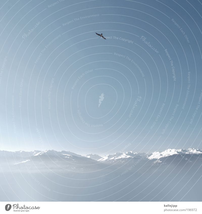 fernet branca Natur Landschaft Luft Himmel Wolkenloser Himmel Horizont Winter Schnee Alpen Berge u. Gebirge Gipfel Schneebedeckte Gipfel Vogel 1 Tier fliegen