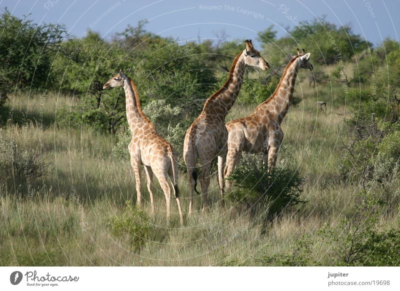 Giraffen-Familie Namibia Afrika Safari