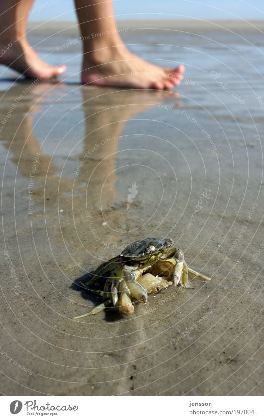 Strandläufer Meeresfrüchte Fuß 1 Mensch Umwelt Natur Pflanze Sommer Küste Nordsee Tier entdecken krabbeln nass natürlich Krebstier Krabbe Farbfoto Außenaufnahme