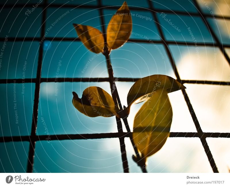 Blatt Karo Umwelt Natur Pflanze Erde Luft Himmel Wolken Sonne Sonnenlicht Frühling Schönes Wetter Park Wiese Schottland Kleinstadt Zaun Metall Stahl Rost Netz