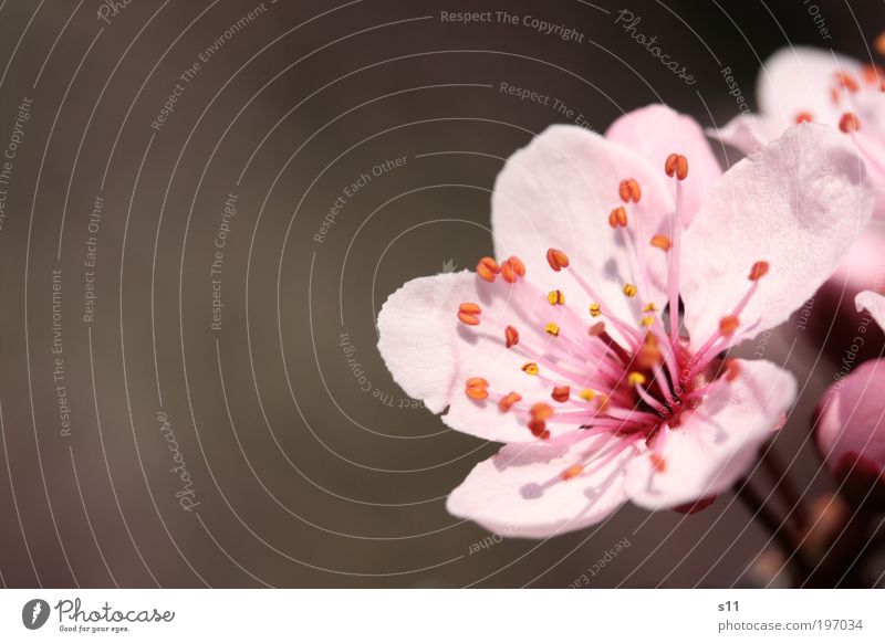 Kirschblüte Umwelt Natur Pflanze Frühling Schönes Wetter Baum Blume Park Blühend Duft Wachstum ästhetisch elegant schön rosa Stimmung Zufriedenheit Lebensfreude